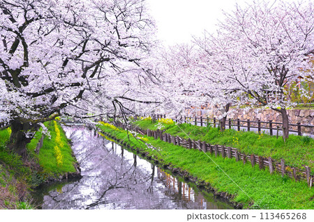 Cherry blossoms at Shingashi River in full bloom 113465268