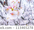 Sakura taking spring sunlight 113465278