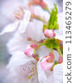 Cherry blossoms wet in the rain 113465279