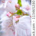 Cherry petals 113465280
