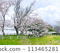 Sakura in full bloom that shines in the blue sky of spring 113465281