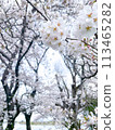 Cherry blossoms are in full bloom 113465282