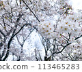 Cherry blossoms in full bloom 113465283