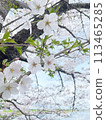 Cherry tree in full bloom  113465285