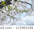Cherry blossoms in full bloom shining in the blue sky 113465288
