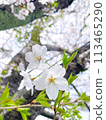 white cherry blossoms 113465290