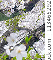 Cherry blossoms after the cherry blossom petals have fallen 113465292