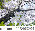 I look up at the cherry tree 113465294
