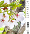 Cherry Blossom	 113465296
