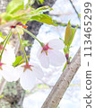 Cherry Blossom	 113465299