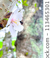 Cherry blossom 113465301