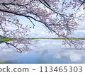 Cherry blossoms appearing on the surface of the water 113465303