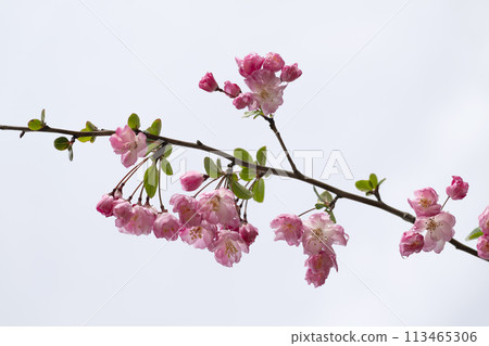 花中花 花中花 113465306