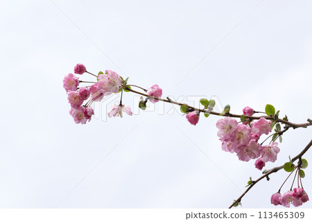 Flower of Hanakaido Flower of Hanakaido 113465309