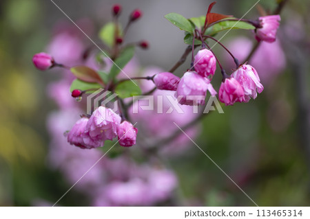 花中花 113465314