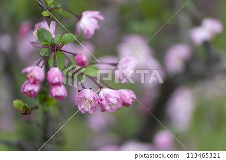 Flower of Hanakaido Flower of Hanakaido 113465321
