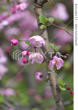 Flower of Hanakaido Flower of Hanakaido 113465326