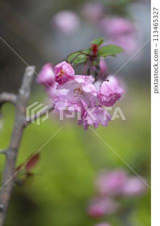 花中花 花中花 113465327