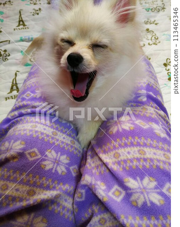 Big yawning dog Big yawning dog 113465346