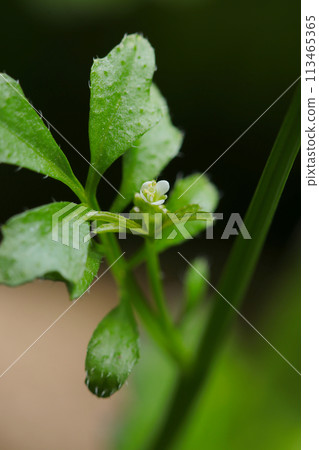 小花的白色花蕾和嫩葉（自然光+閃光燈，微距特寫攝影） 113465365