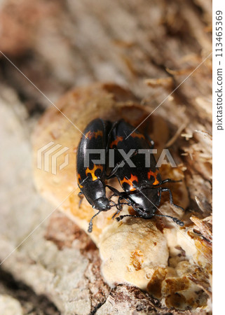 幾隻日本甲蟲正在吃海綿蘑菇（自然光+閃光燈，微距特寫攝影） 113465369