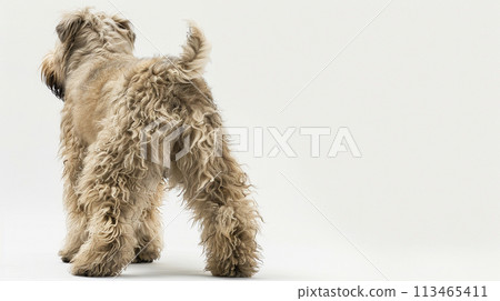 Bouvier des Flandres image of Bouvier des Flandres No1-16 113465411