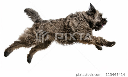 Bouvier des Flandres Bouvier des Flandres No1-19 的圖像 113465414