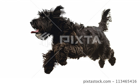 Bouvier des Flandres Bouvier des Flandres No1-20 的圖像 113465416