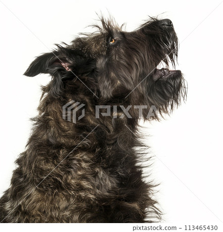 Bouvier des Flandres image of Bouvier des Flandres No2-5 113465430