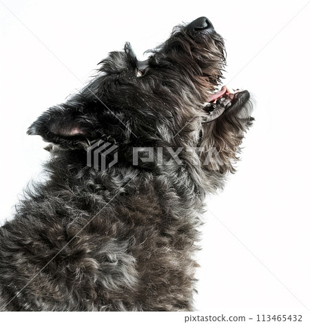 Bouvier des Flandres image of Bouvier des Flandres No2-6 113465432