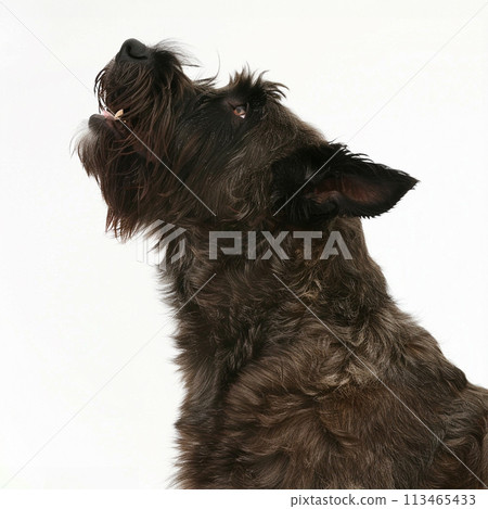 Image of Bouvier des Flandres No2-7 113465433