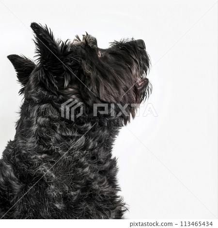 Bouvier des Flandres image of Bouvier des Flandres No2-8 113465434