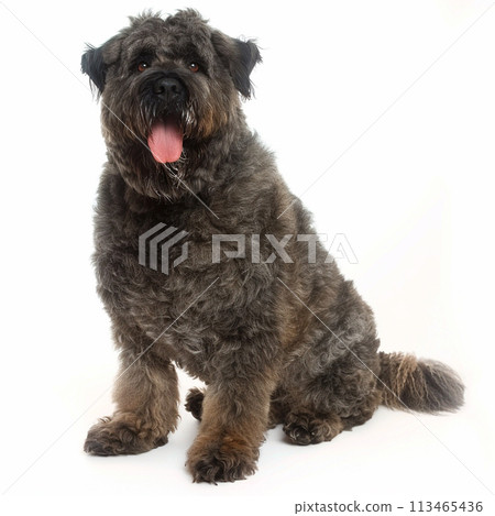 Bouvier des Flandres image of Bouvier des Flandres No2-10 113465436