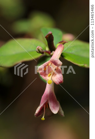 喇叭狀筑波插的粉紅色小花在森林中綻放（自然光+閃光燈、微距特寫攝影） 113465466