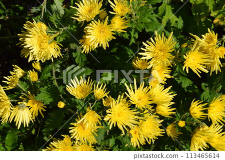 山形縣莊內市種植的食用菊花 山形縣莊內市種植的食用菊花 113465614