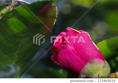 Vermilion camellia buds bathed in bright sunlight (natural light + strobe, macro close-up) Vermilion camellia buds bathed in bright sunlight (natural light + strobe, macro close-up) 113465619