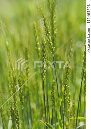 Bright, healthy, green young wheat ears (natural light + macro close-up photo) Bright, healthy, green young wheat ears (natural light + macro close-up photo) 113465798