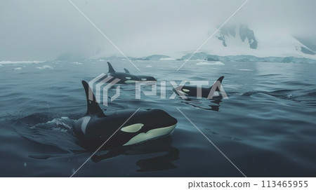 Pod of Orca Swimming in the Ocean Pod of Orca Swimming in the Ocean 113465955