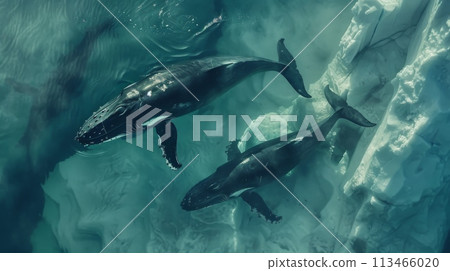 Group of Dolphins Swimming in the Ocean Group of Dolphins Swimming in the Ocean 113466020