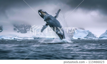 Majestic Humpback Whale Jumping Out of Water Majestic Humpback Whale Jumping Out of Water 113466023