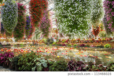 欣賞美麗的海棠花園 113466028