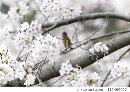 Kawarahiga 113466052