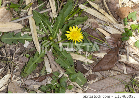 Canned dandelion 113466055