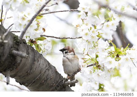 Sparrow Sparrow 113466065