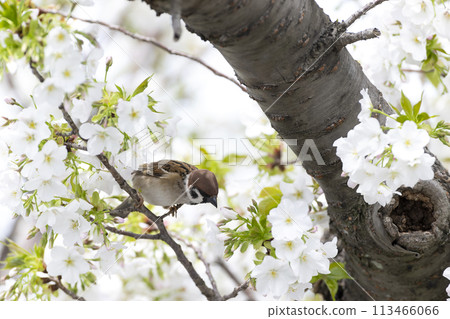 Sparrow Sparrow 113466066