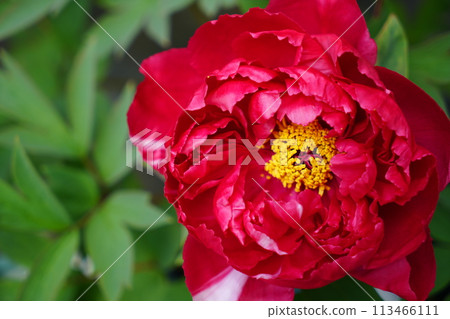 一朵紅色牡丹花 113466111