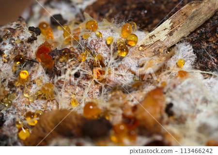 Under a rotten tree, a carpet of white mycelia bundles and beautiful amber droplets of sap (natural light + strobe, macro close-up photography) 113466242