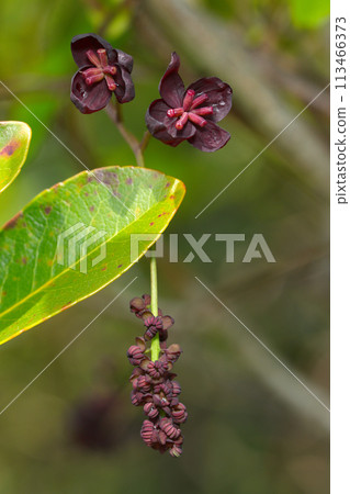 深紅紫色木通雌花（上）和雄花（使用微距鏡頭在戶外拍攝的特寫照片） 113466373