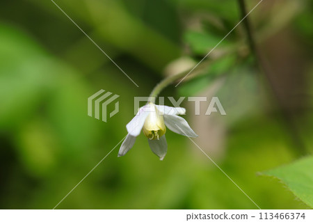 小而美麗的日本耬鬥花，形狀似耬斗菜（自然光+閃光燈、微距特寫攝影） 113466374