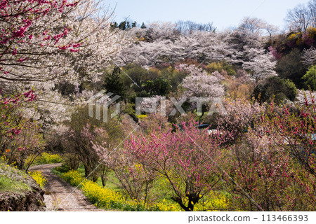 Hanamiyama of Hundred Flowers Hanamiyama of Hundred Flowers 113466393